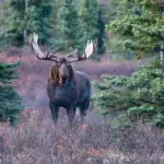 The Alaskan Moose