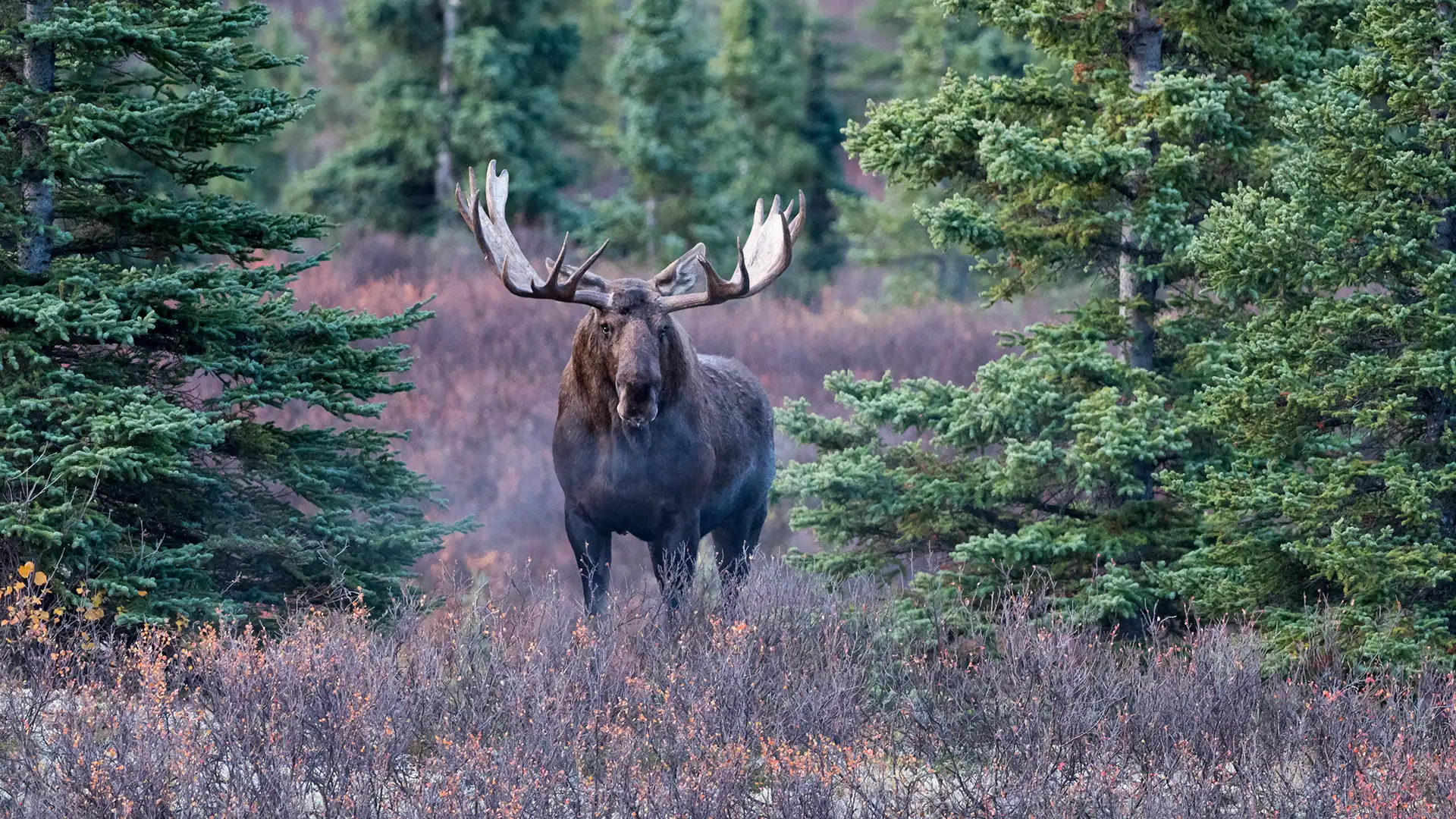 The Alaskan Moose