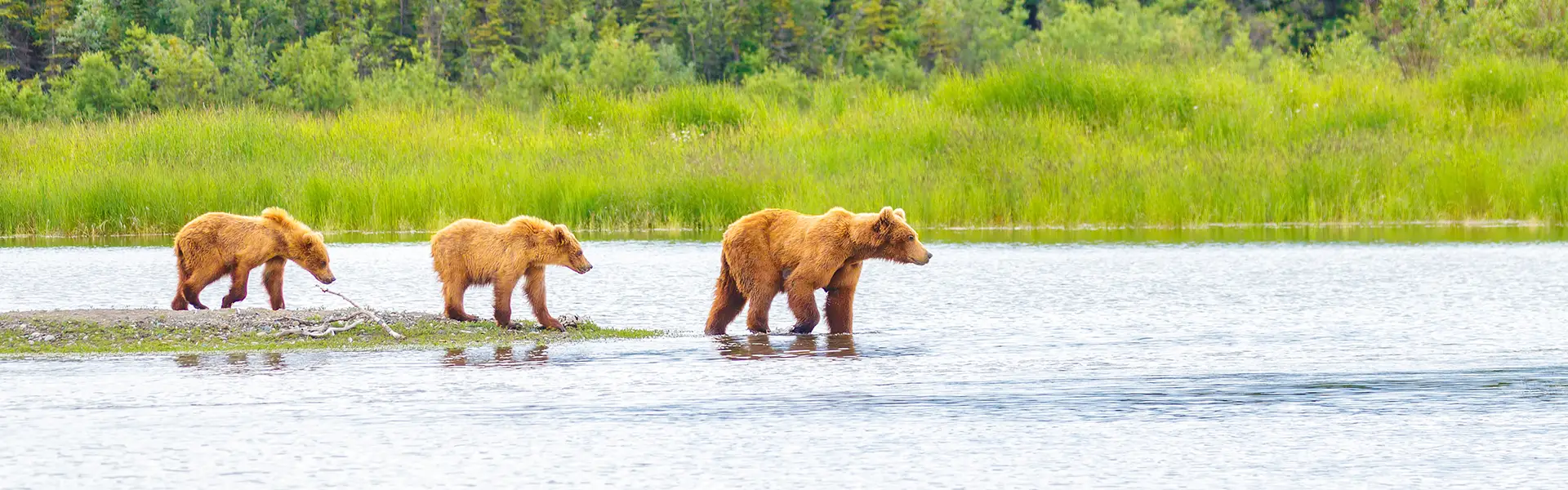 Alaskabearwithcubs