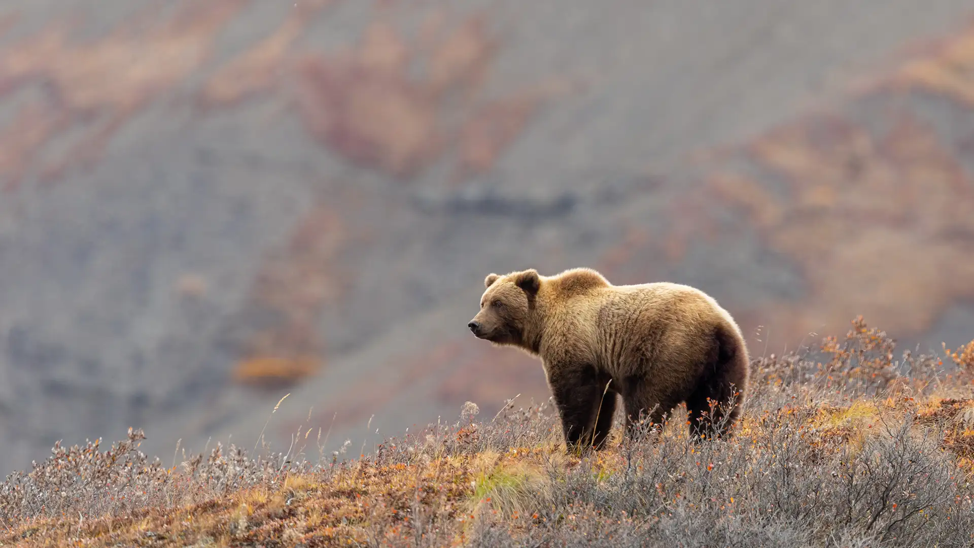 The Alaskan Bear