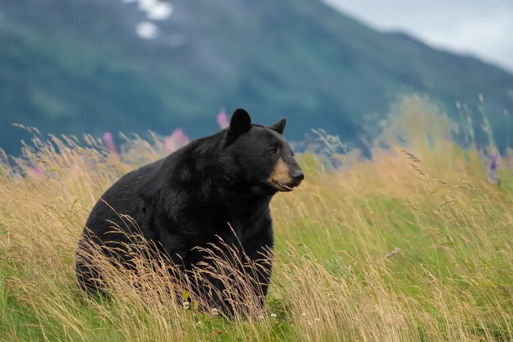 Alaskan Black Bear