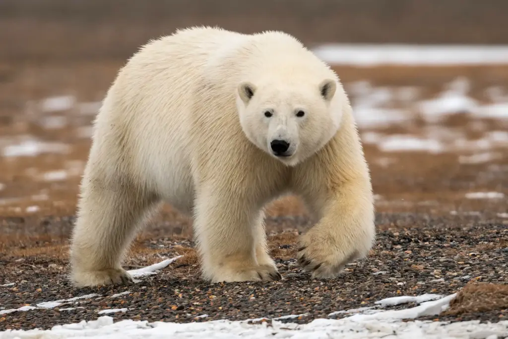 Alaskan Polar Bear