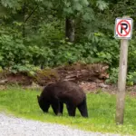 Anchorage Bear