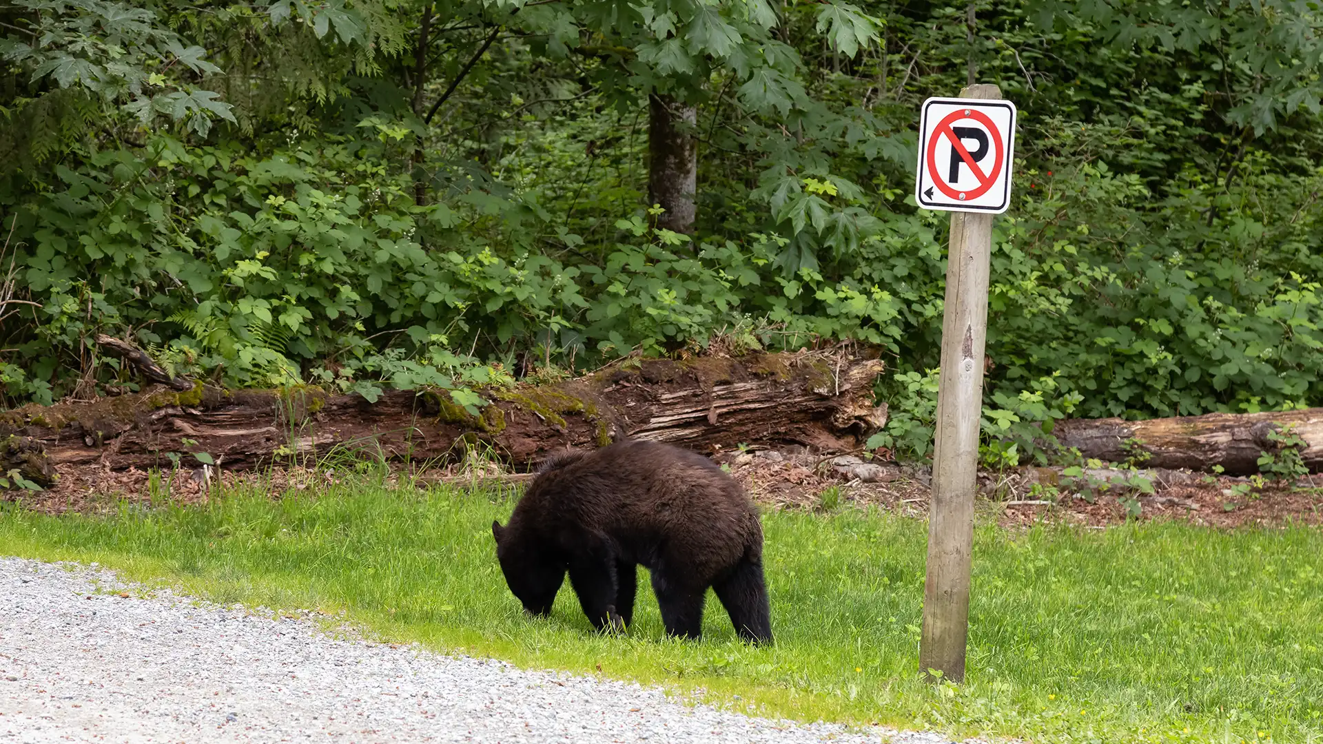 Anchorage Bear