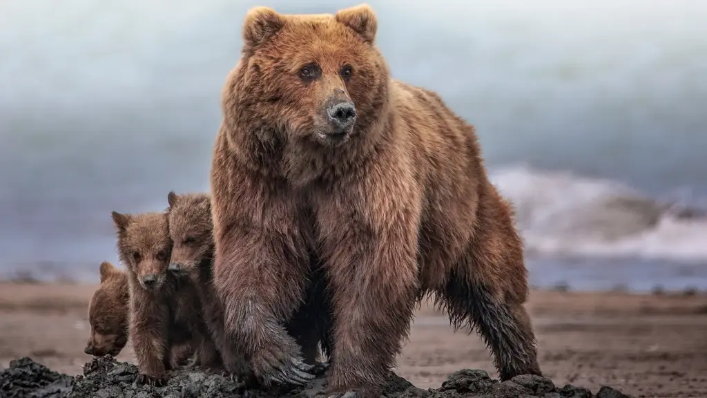 Alaska Brown Bear with Cubs