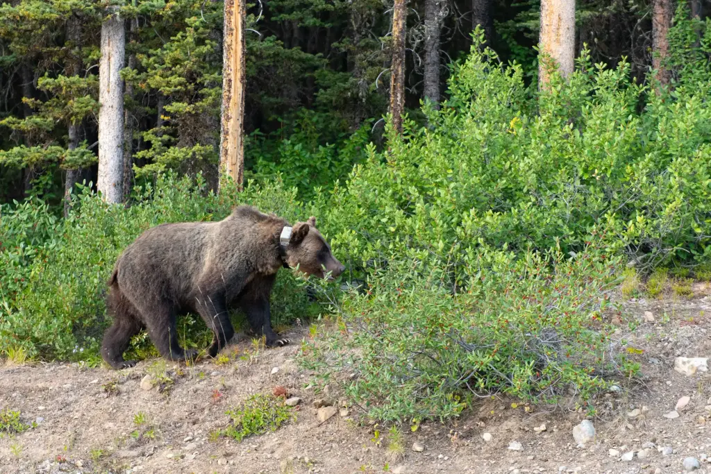 Grizzle Bear with Tracking Ccollar