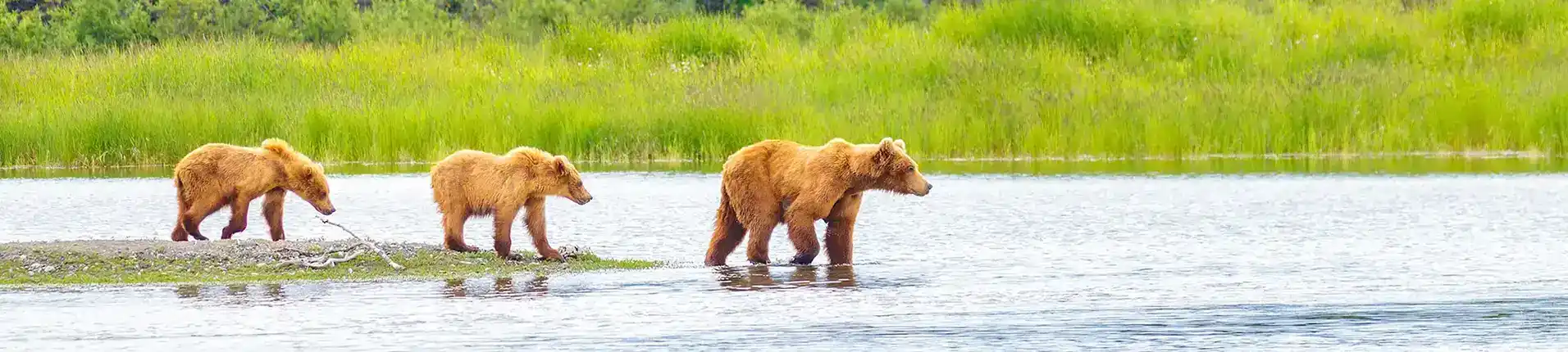 Alaska Bear With Cubs