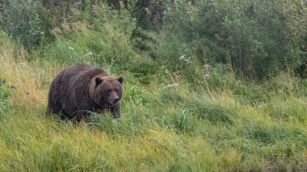 Alaska Wildlife Conservation Center