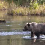 Bear Viewing in Alaska