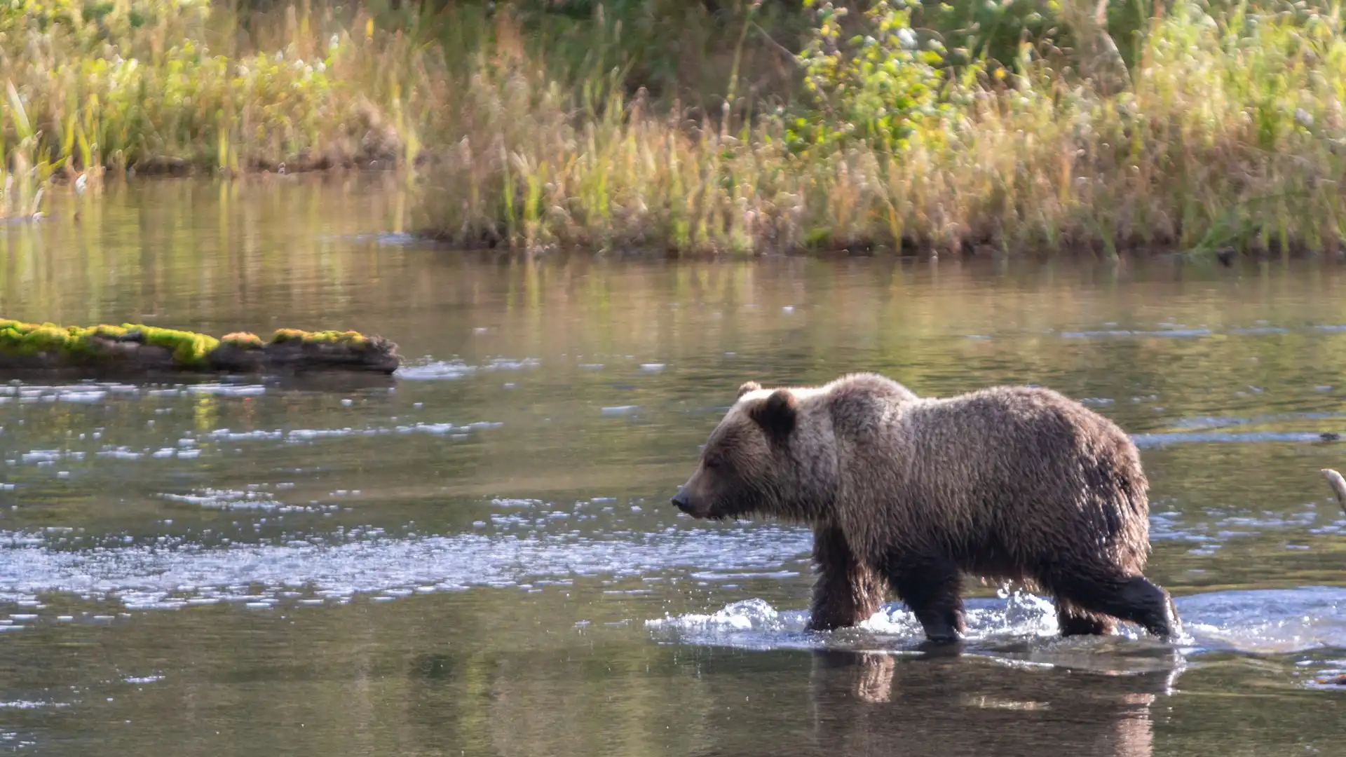 Bear Viewing in Alaska